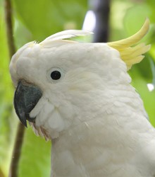 Cacatua-ciuffo-giallo