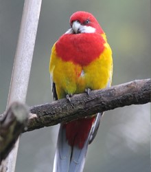 Rosella