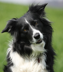 border_collie