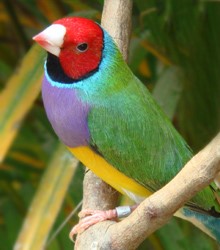 diamante-gould