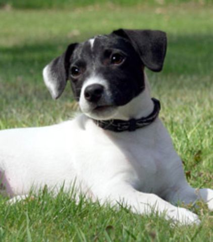 jack-russel-terrier