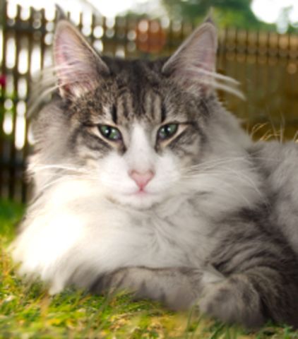 main_coon