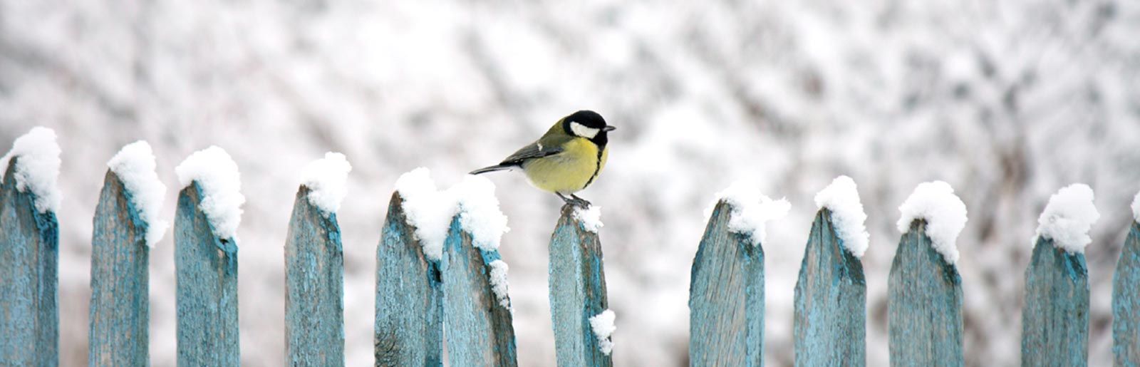 uccellino-sopra-staccionata-con-neve