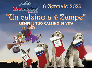 calzini-4-zampe-news-home